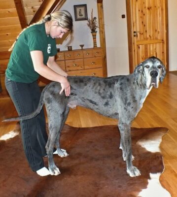 Ing. Kateřina Boskovská DoTh. - Dornova metoda